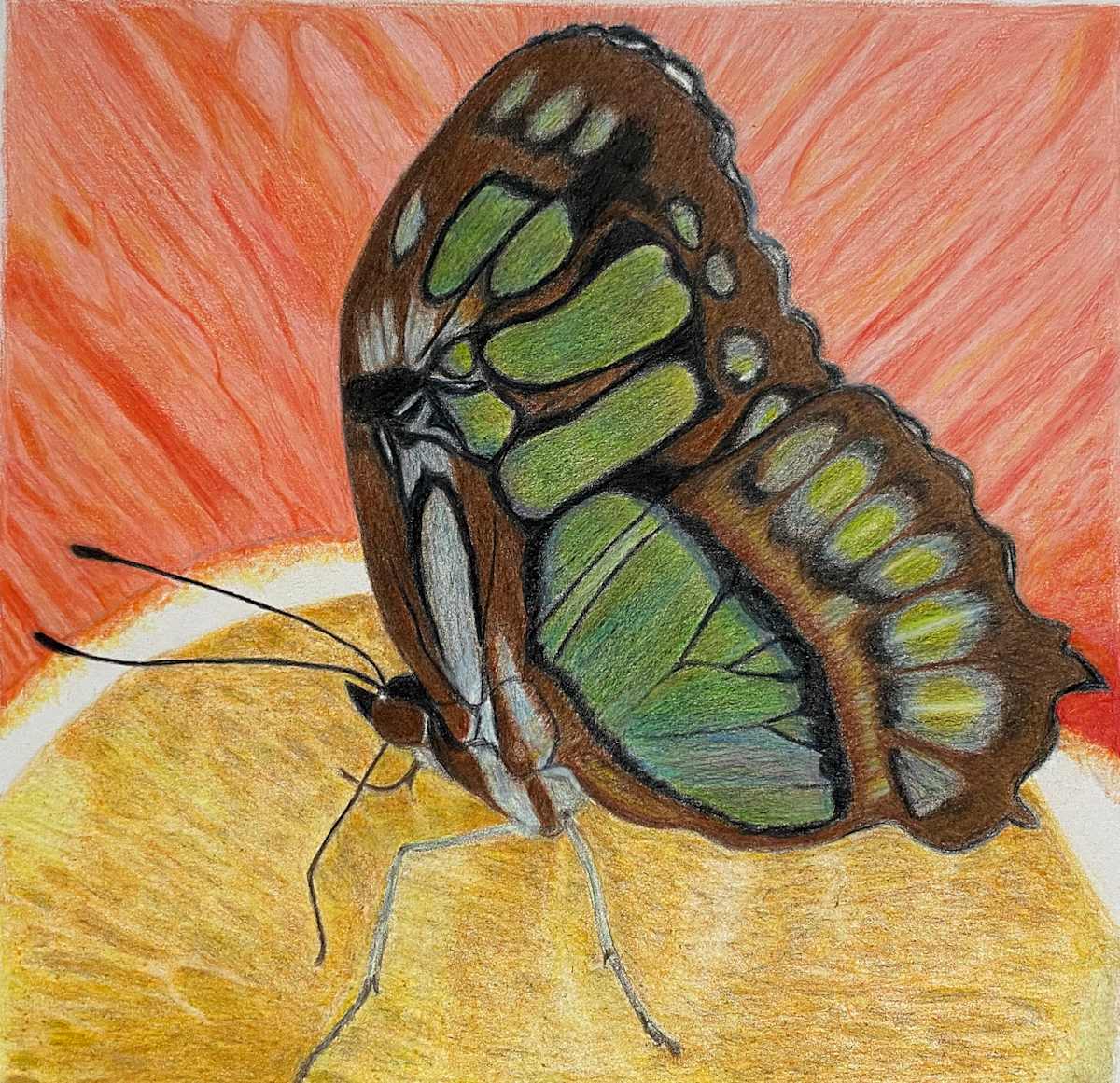 Wings on Orange by Kathie Collinson, Image 1.