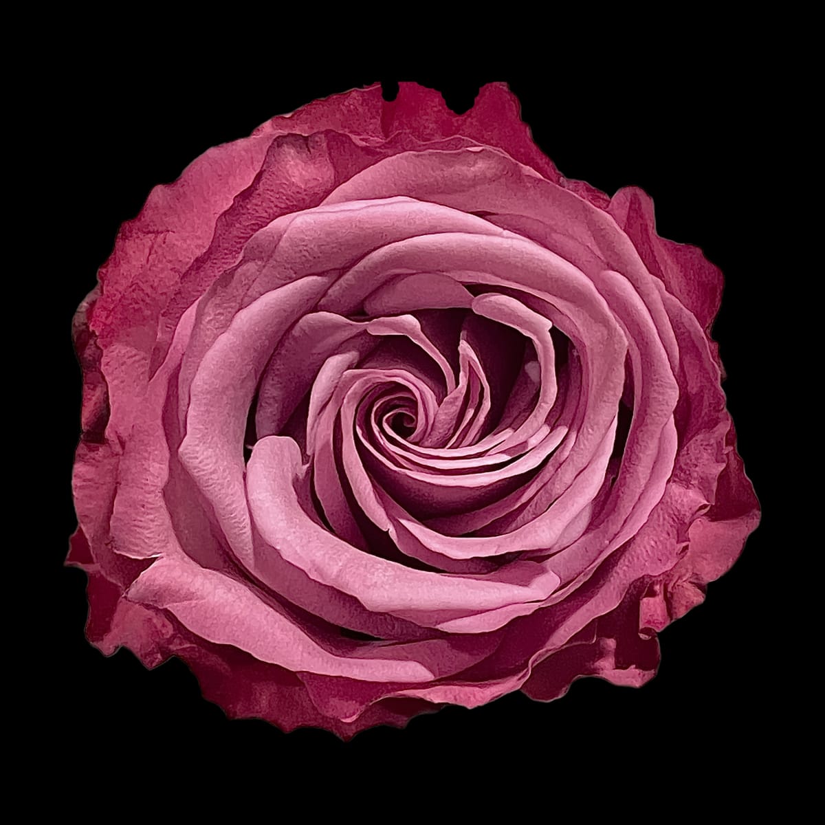 Linger by Thia Rice, Image 1.