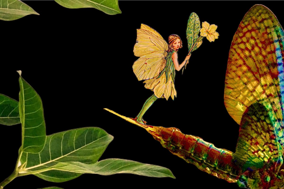 CV-10 : Fairy and Mayfly, Image 1.