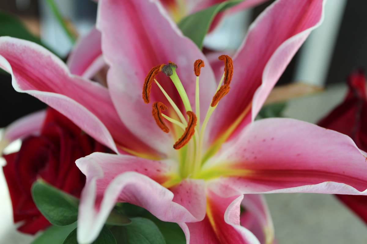 Pink Birthday Blossom by Heather Medrano, Image 1.