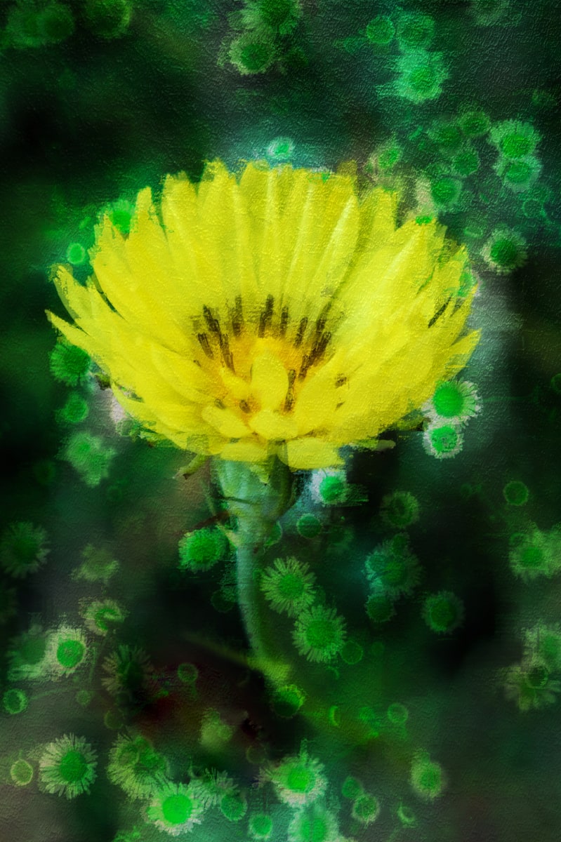 Desert-Chicory by Y. Hope Osborn  Image: Wildflower Paints series