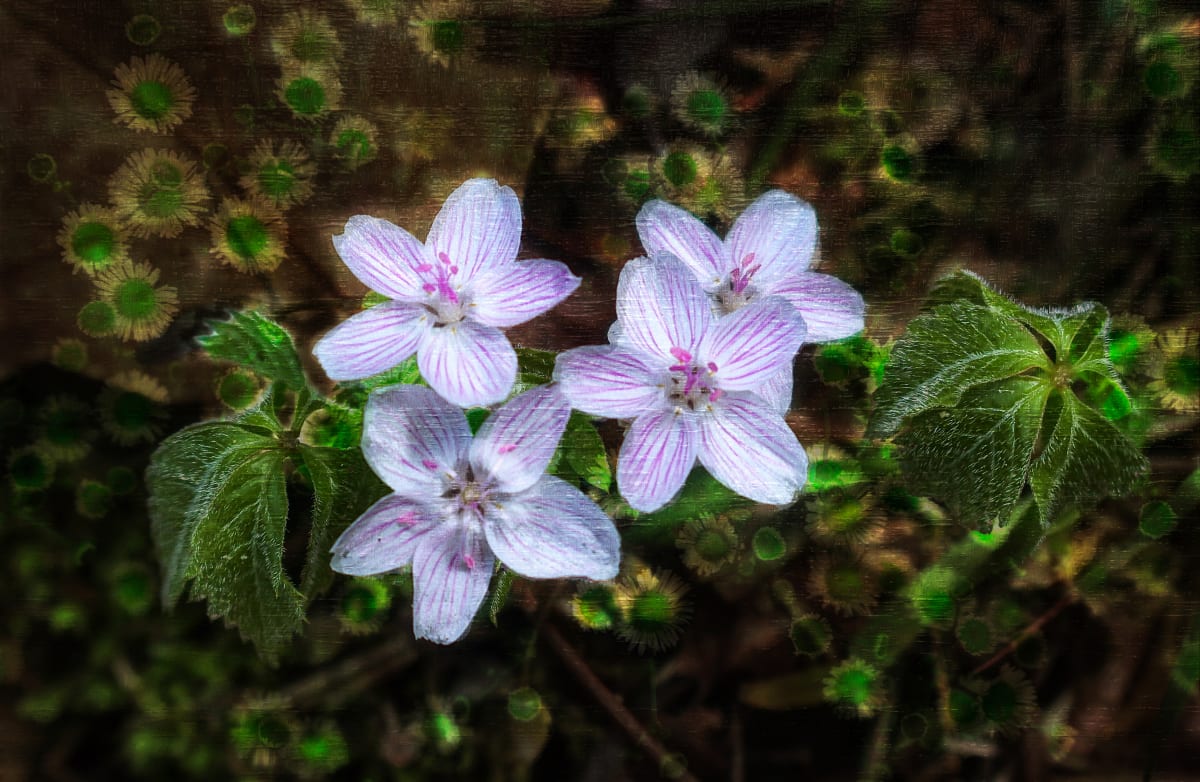 Spring Beauties  Image: Wildflower Paints series 