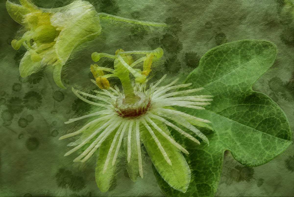 Yellow Passion by Y. Hope Osborn, Image 1.