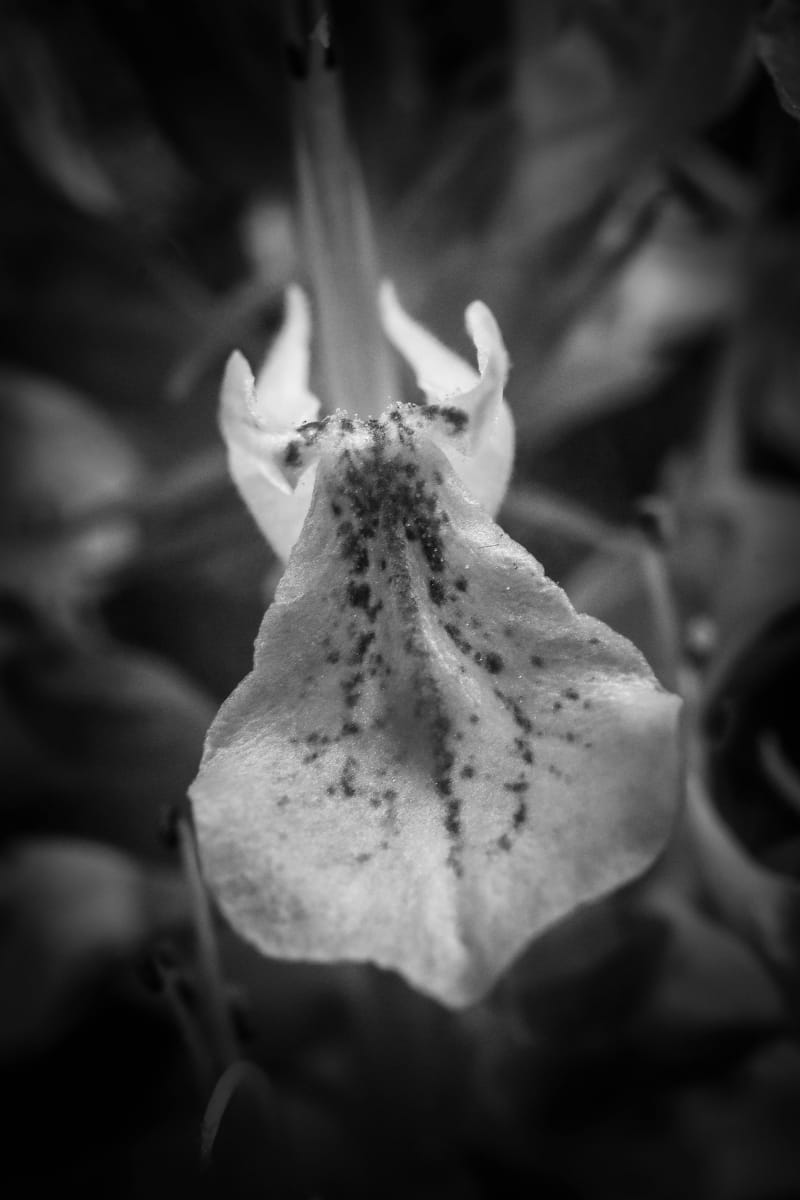 American Germander by Y. Hope Osborn  Image: Black and White Macro Flora series