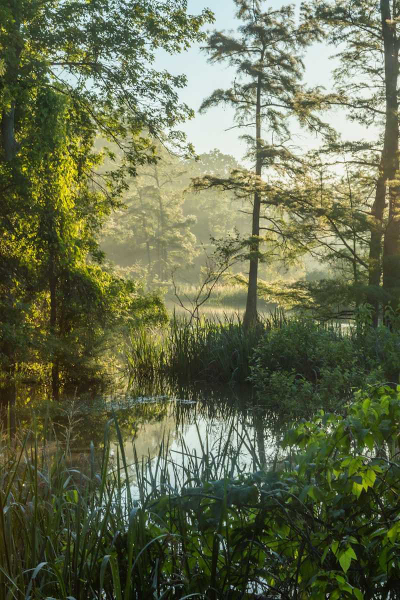 Bayou Renewal by Y. Hope Osborn  Image: Bayou Bartholomew
