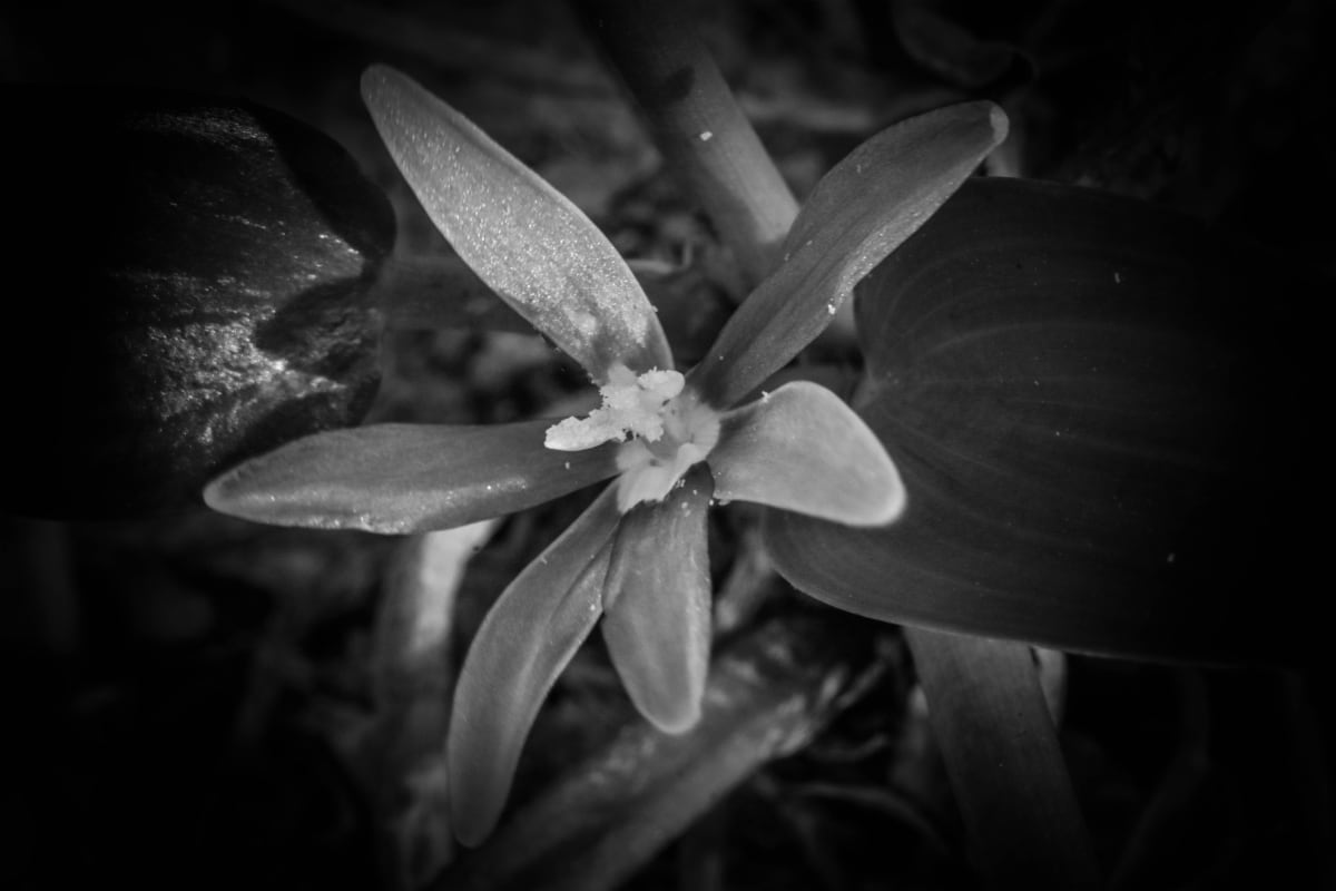 Mud Plantain by Y. Hope Osborn  Image: Black and White Macro Flora series