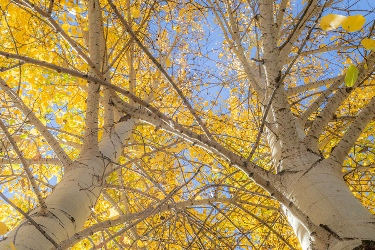 Breathing In by Y. Hope Osborn 
