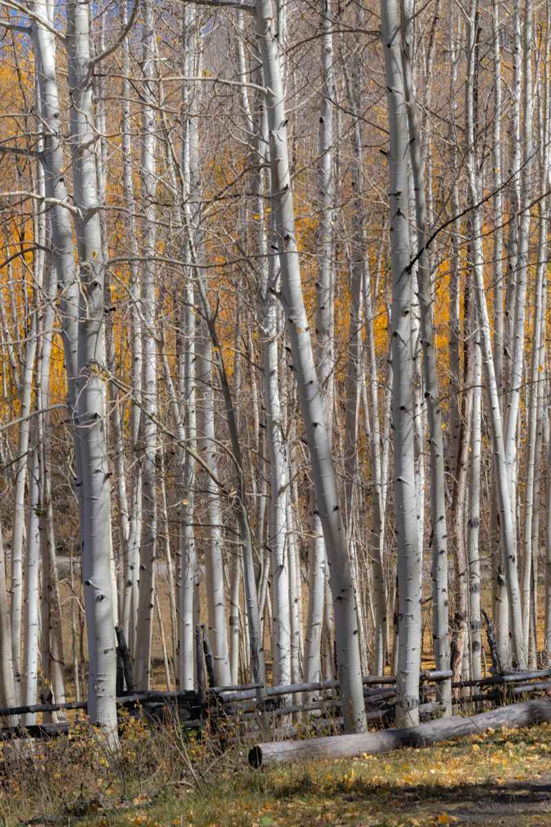 Breathing by Y. Hope Osborn 