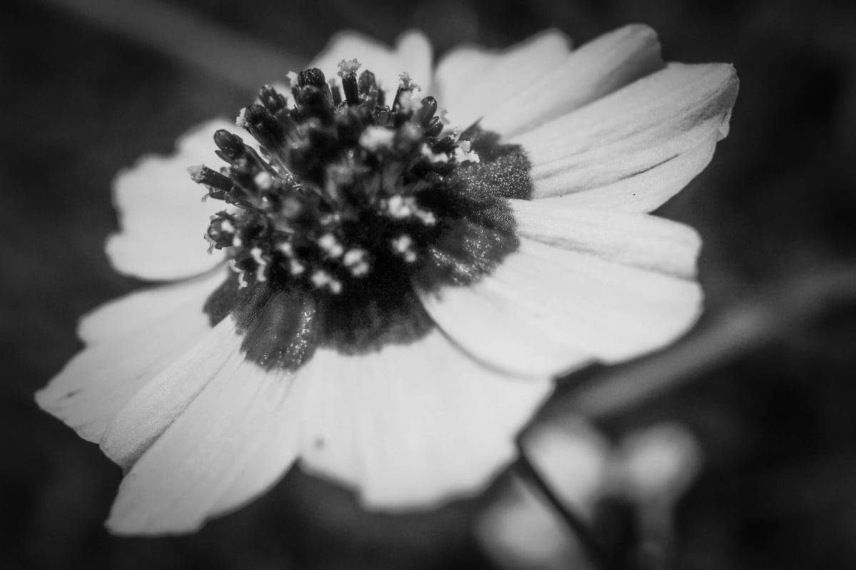 Coreopsis by Y. Hope Osborn  Image: Black and White Macro Flora series