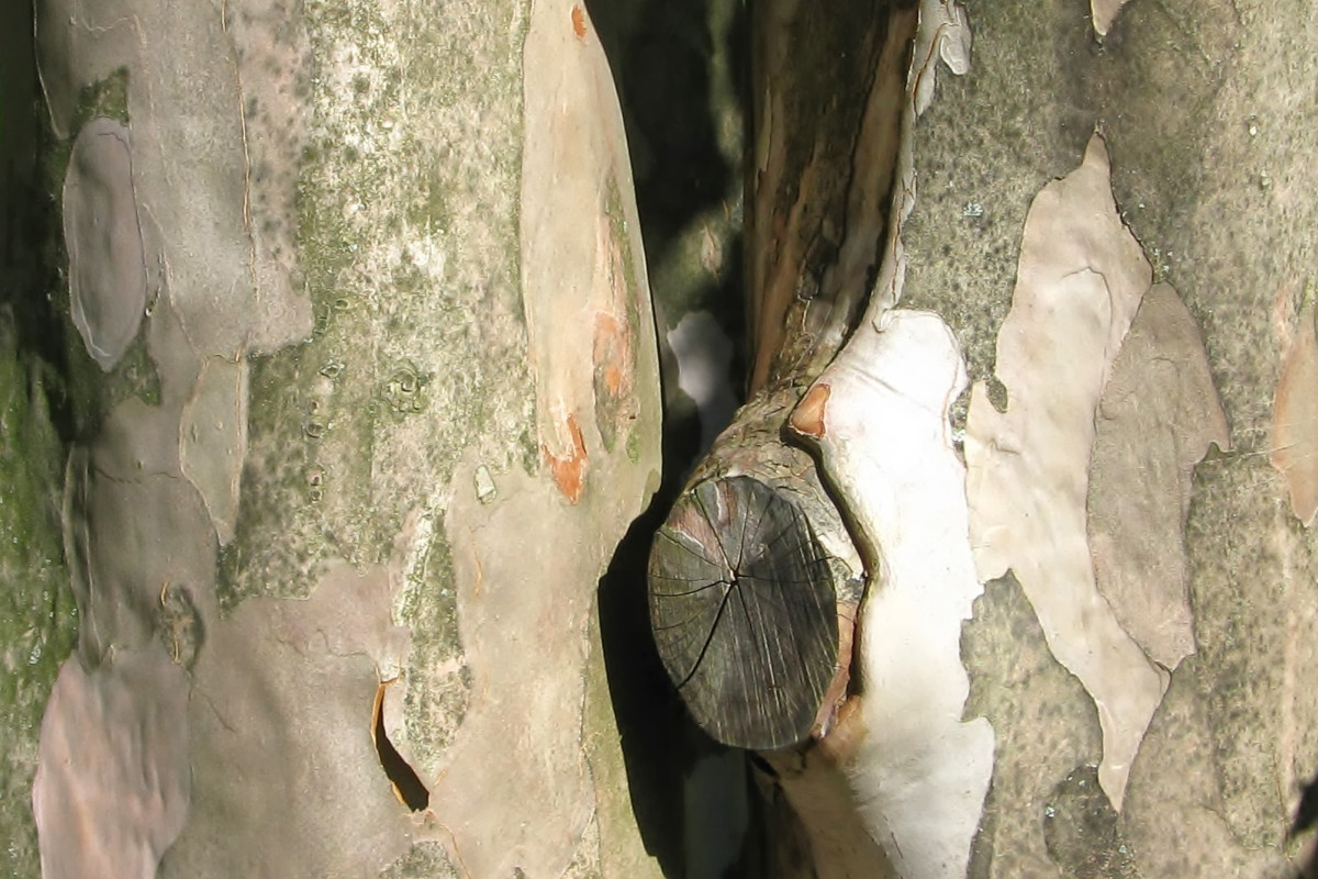 Wood Sprite by Y. Hope Osborn, Image 1.