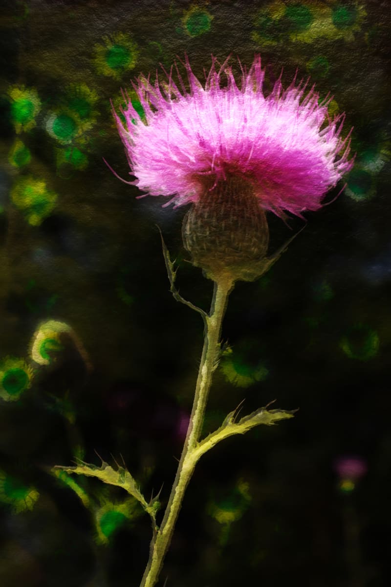 Thistle by Y. Hope Osborn  Image: Wildflower Paints series