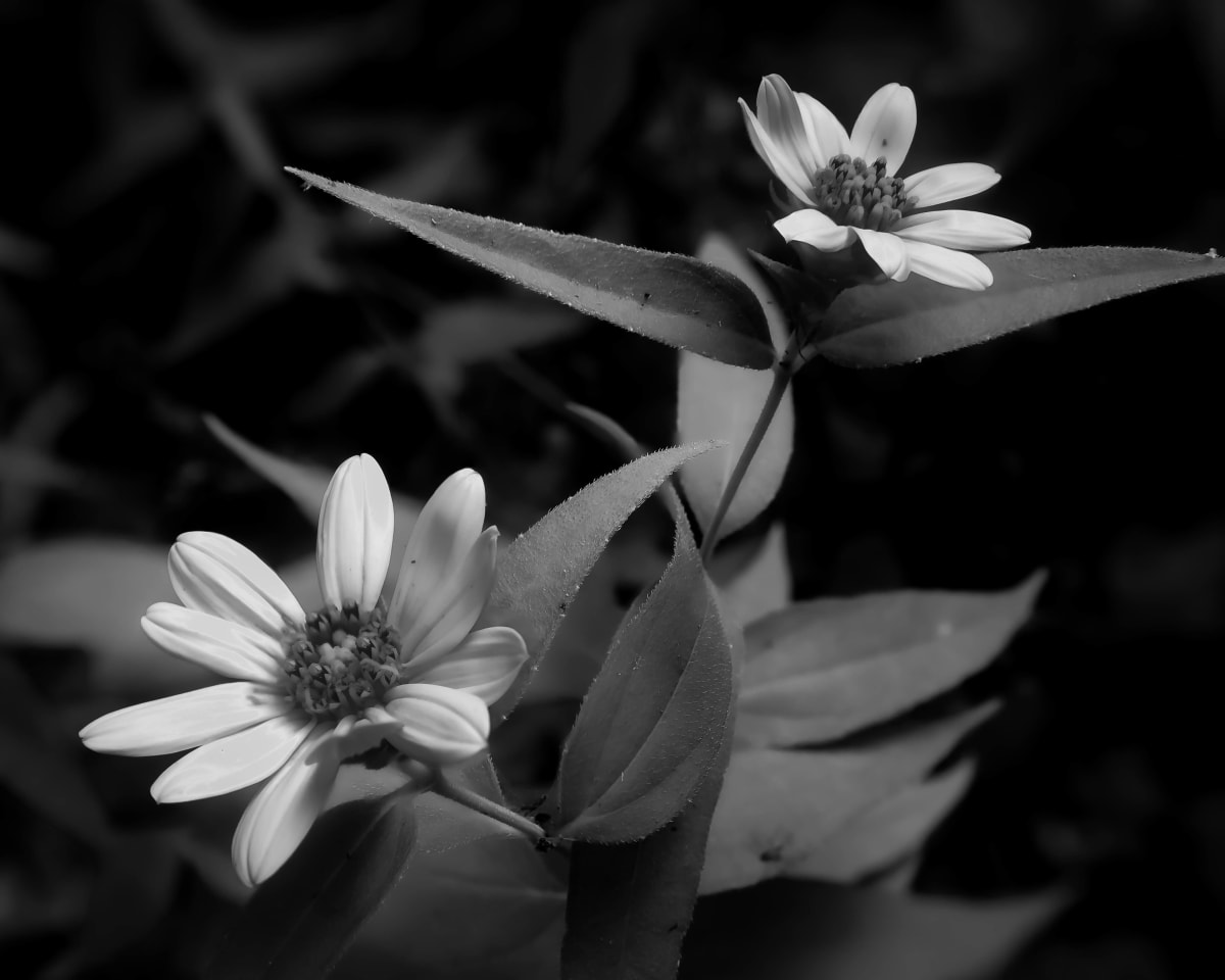 Mellow Yellow by Y. Hope Osborn  Image: Monochrome Flora