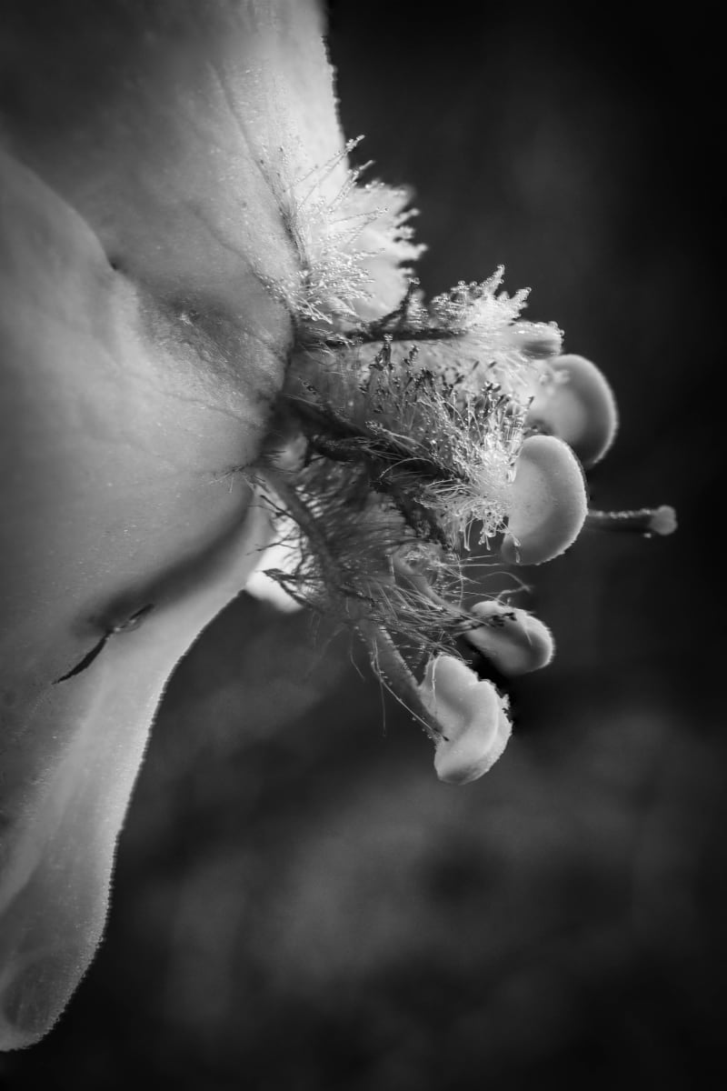 Moth Mullein by Y. Hope Osborn  Image: Black and White Macro Flora series