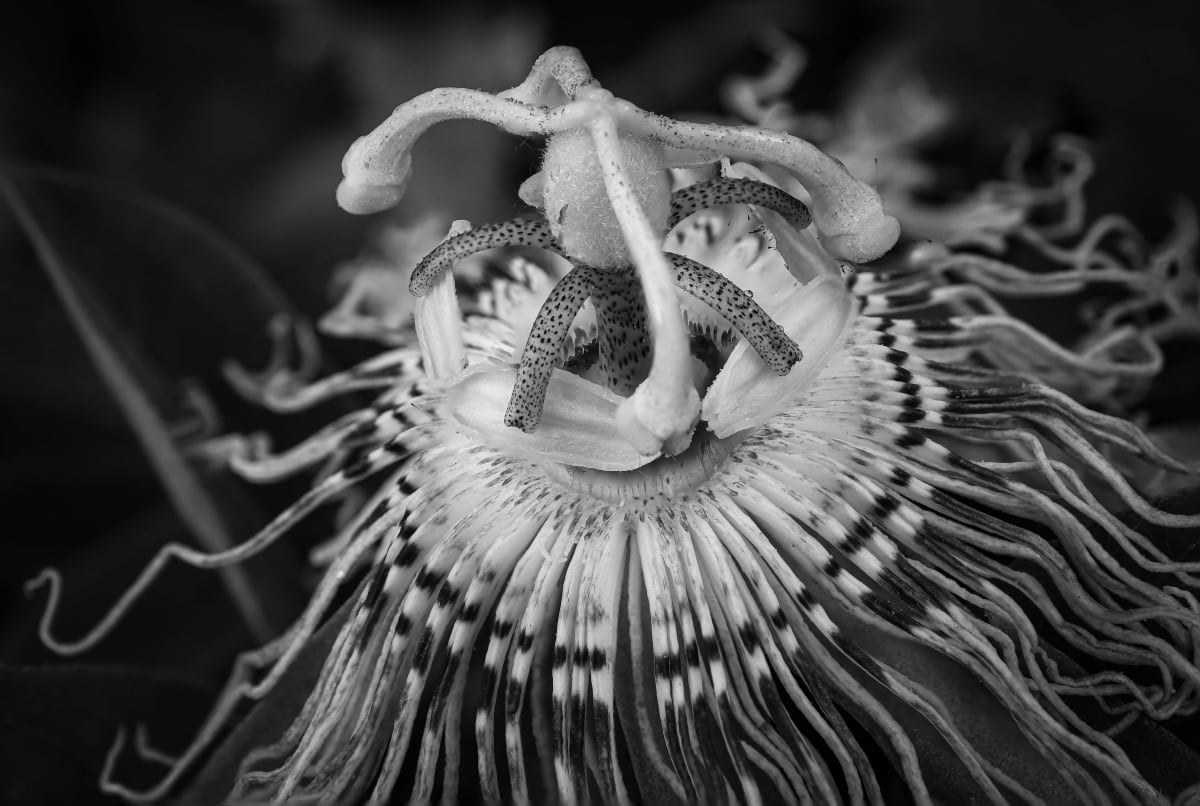 Purple Passionflower by Y. Hope Osborn  Image: Black and White Macro Flora series