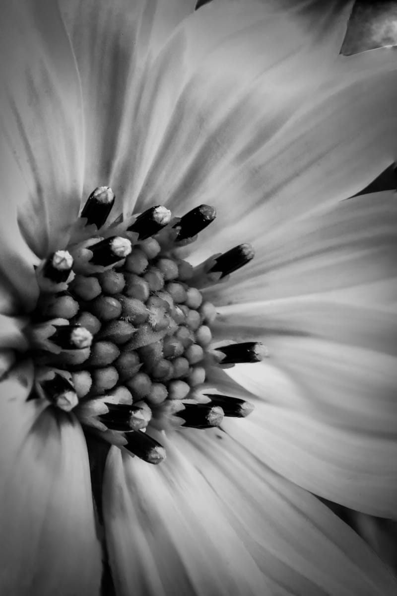 Sunflower by Y. Hope Osborn  Image: Black and White Macro Flora series