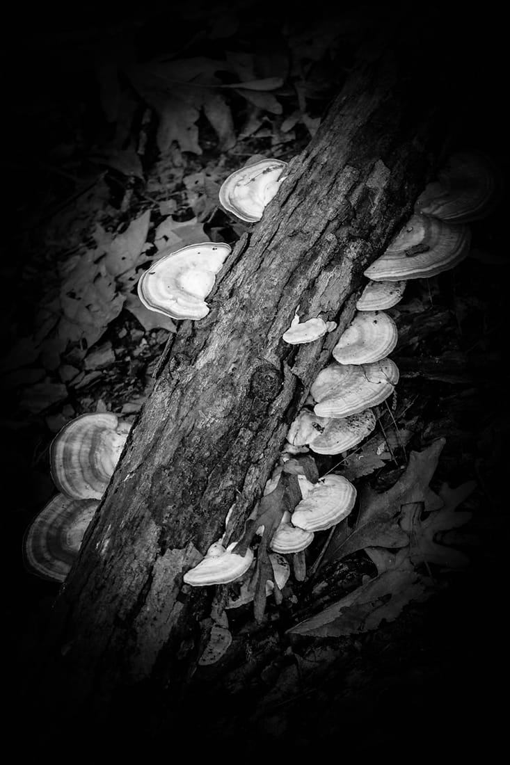 Turkey Tail 1 by Y. Hope Osborn 