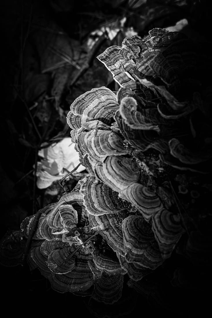 Turkey Tail 3, Image 1.