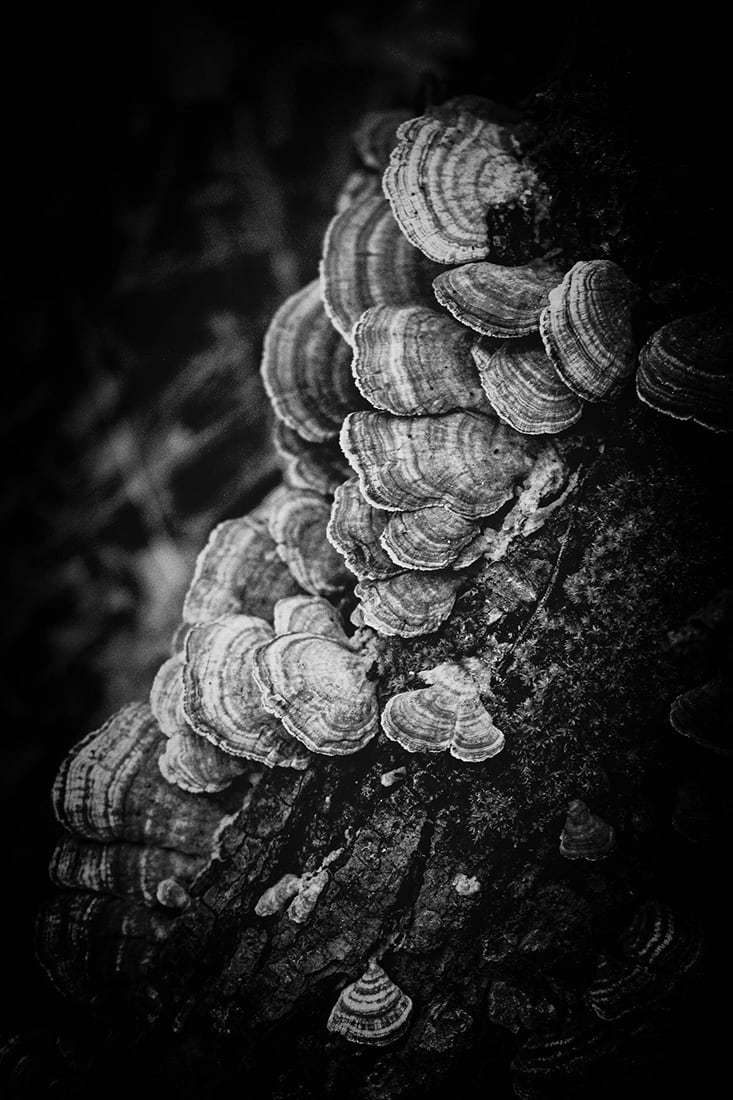 Turkey Tail 4, Image 1.