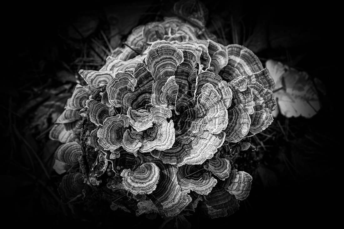 Turkey Tail 5 