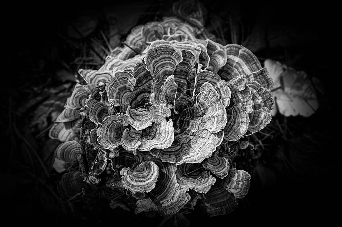 Turkey Tail 5 