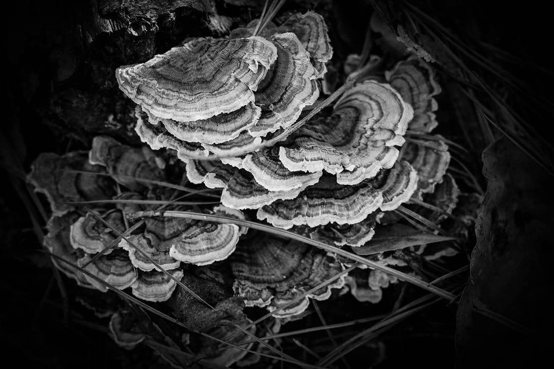 Turkey Tail 6, Image 1.
