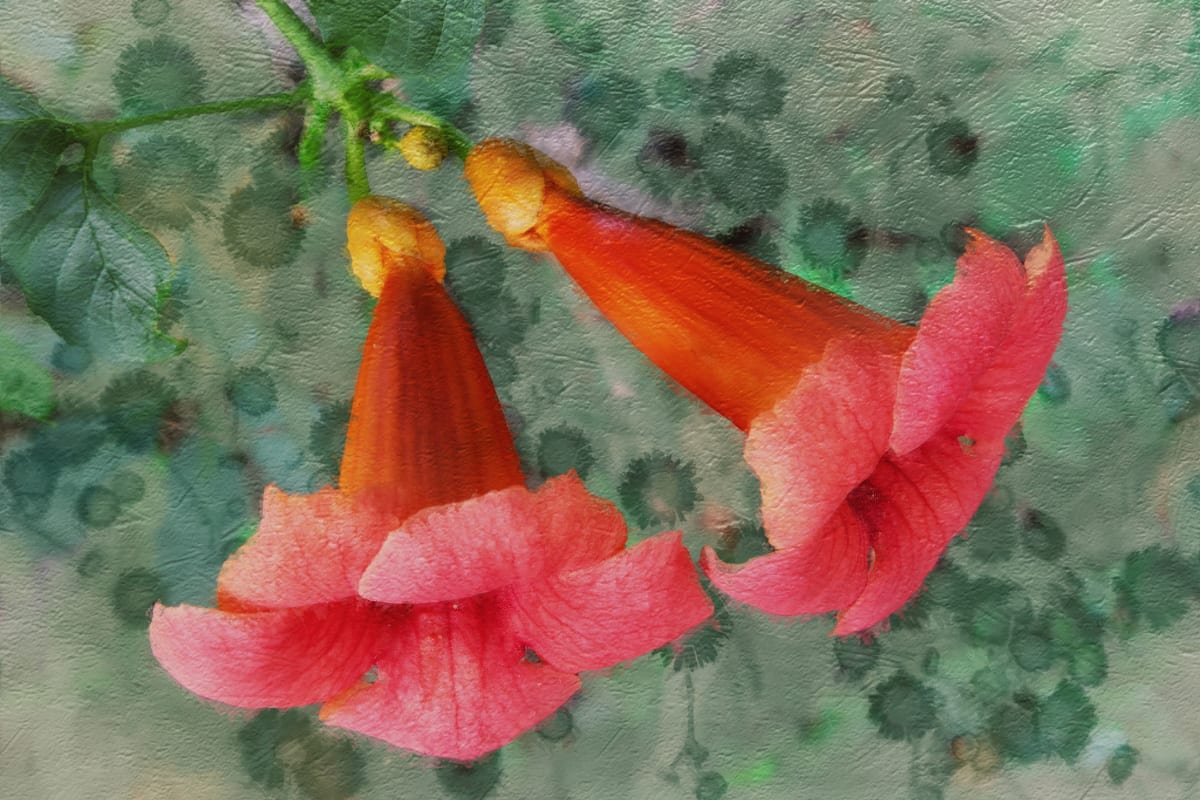Two Trumpets  Image: Wildflower Paints series