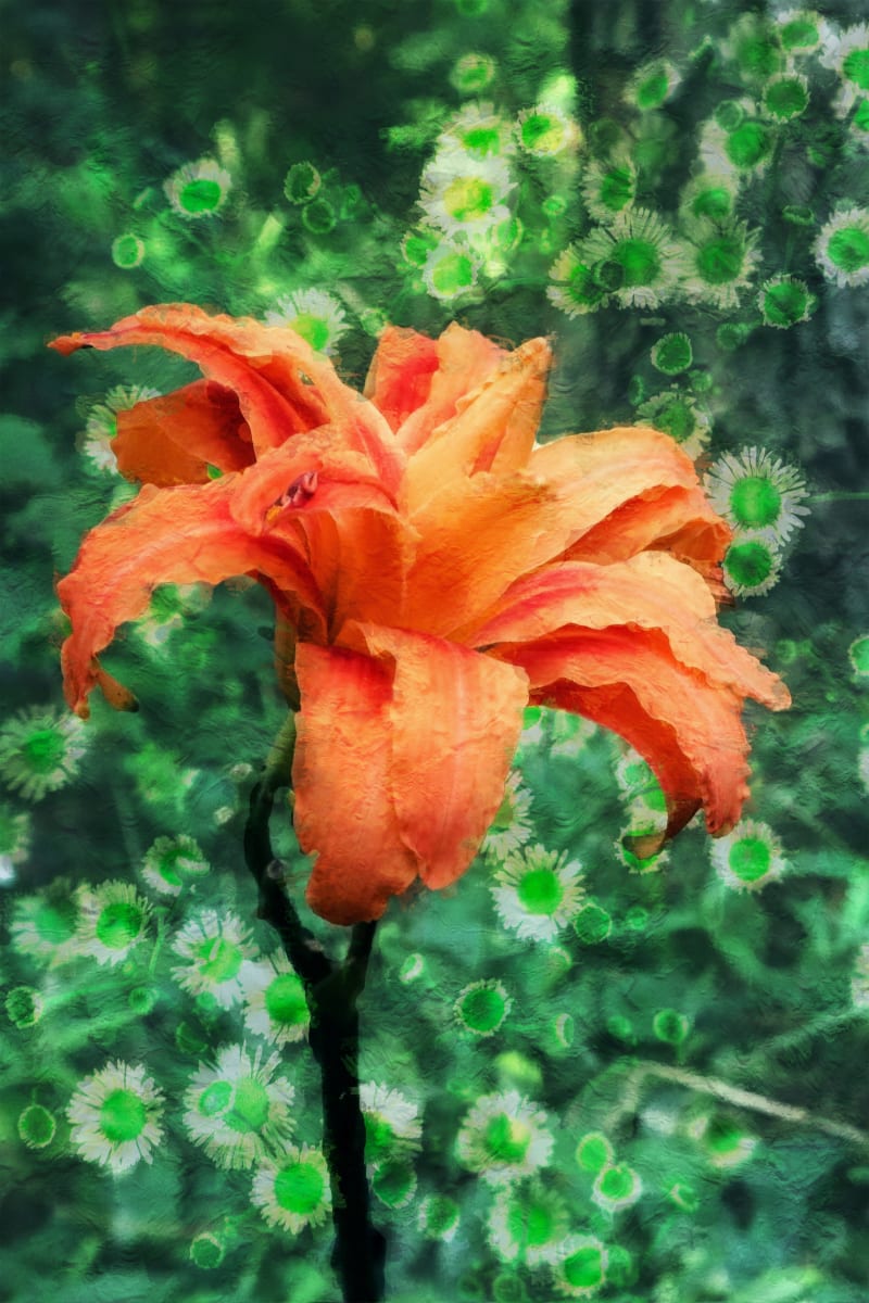 Wild Daylily by Y. Hope Osborn  Image: Wildflower Paints series 