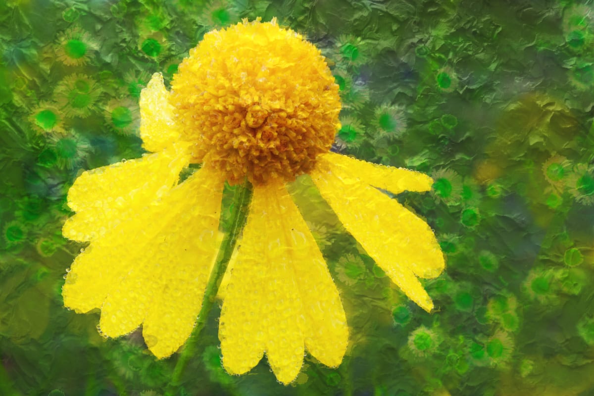 Bitter Yellow by Y. Hope Osborn  Image: Wildflower Paints
