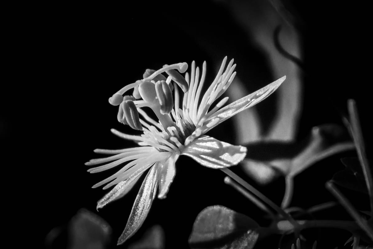 Yellow Passionflower by Y. Hope Osborn  Image: Black and White Macro Flora series