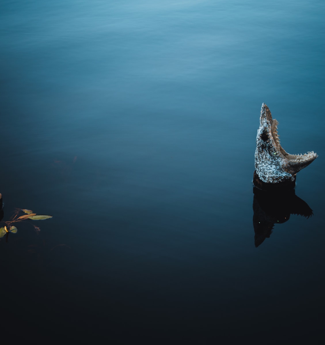 Isurus by Marina della Preda 