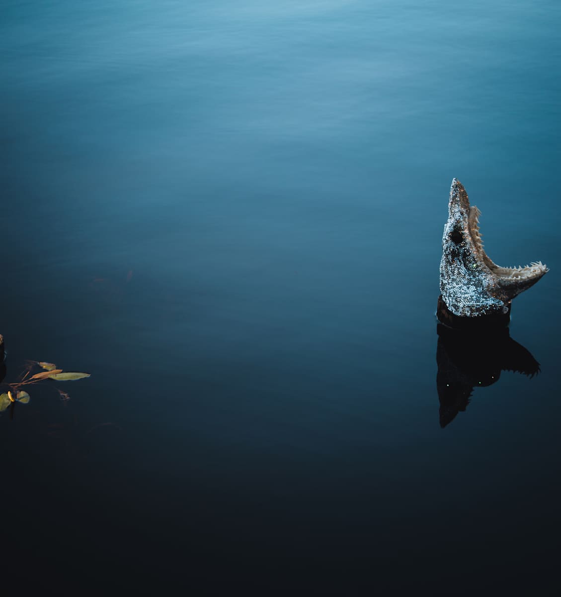 Isurus by Marina della Preda, Image 1.