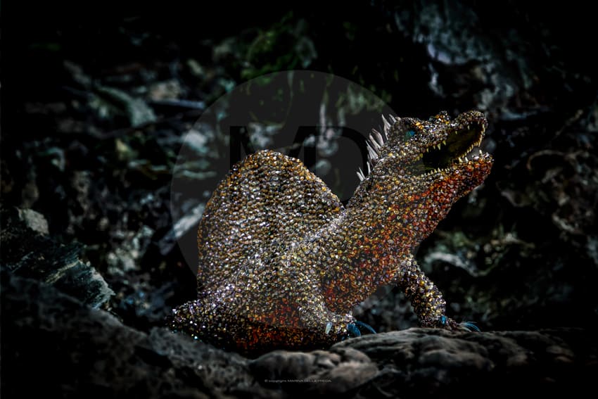 Troodon by Marina della Preda, Image 1.