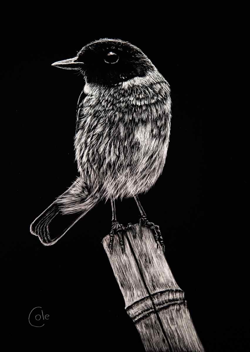 European Stonechat on Bamboo by Nathan Cole, Image 1.