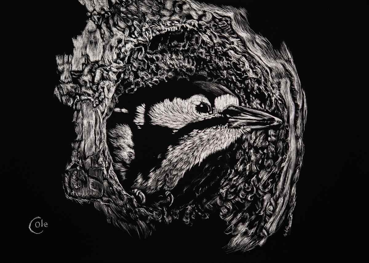 Great Spotted Woodpecker in a Eucalyptus Tree by Nathan Cole, Image 1.