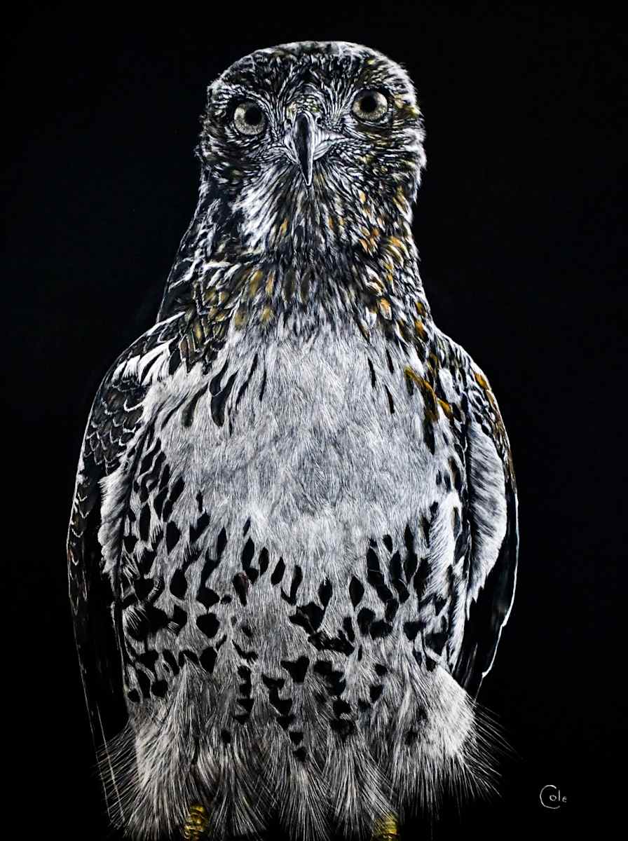 Red-tailed Hawk in High Park by Nathan Cole, Image 1.