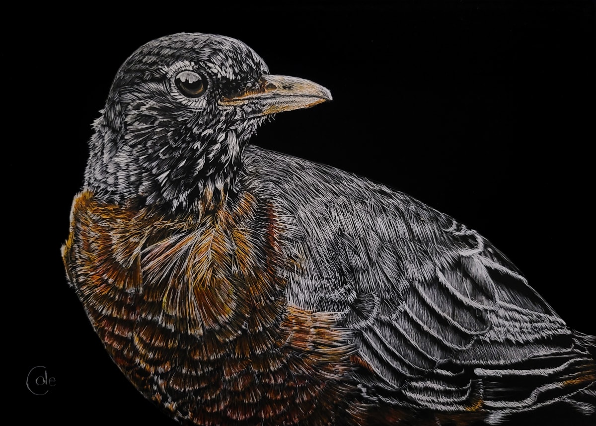 American Robin of High Park by Nathan Cole, Image 1.