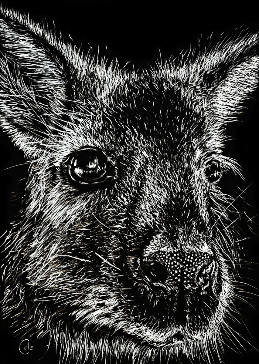 The Wallaby by Nathan Cole 