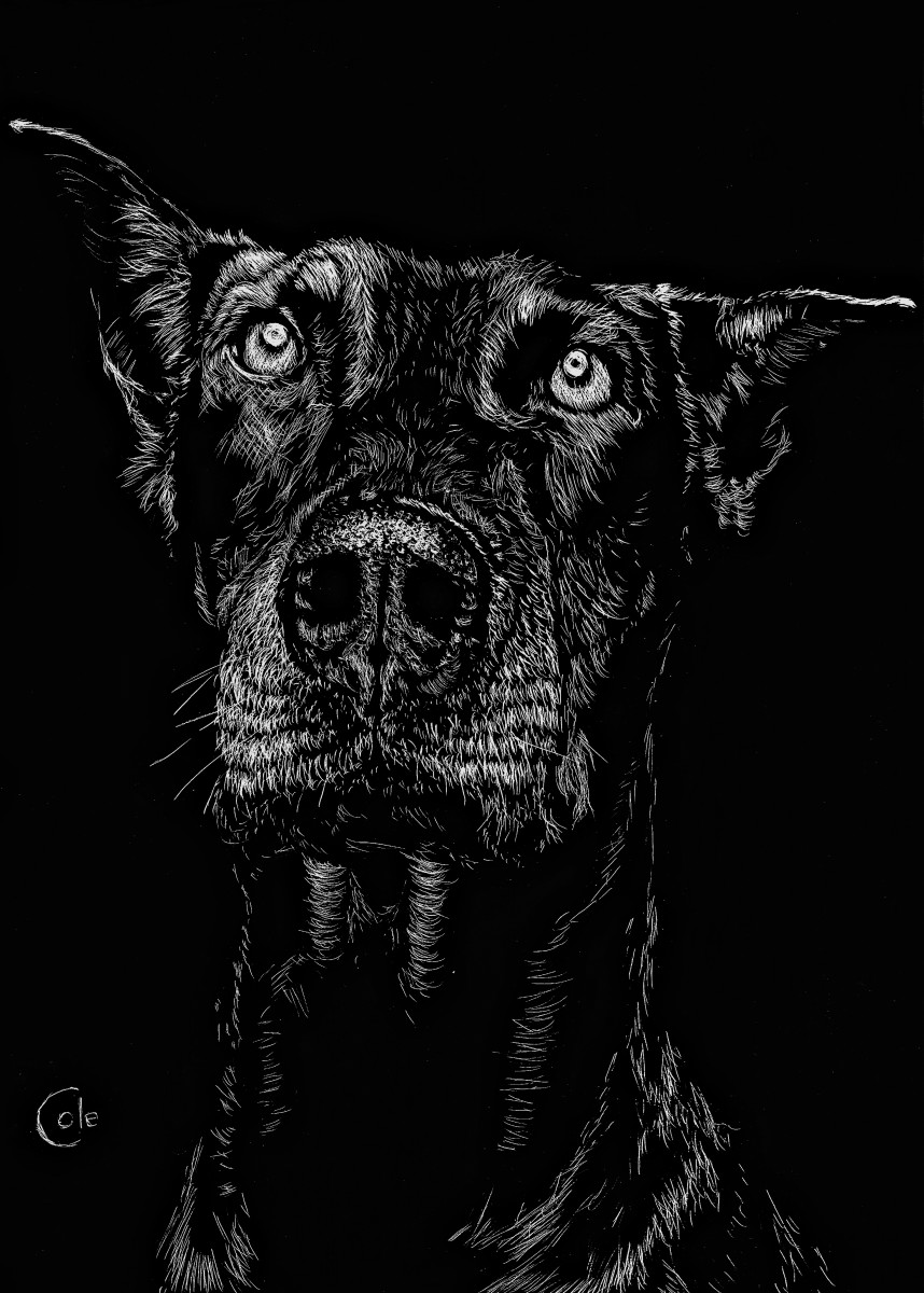 The Curious Expressions of Dogs by Nathan Cole, Image 1.