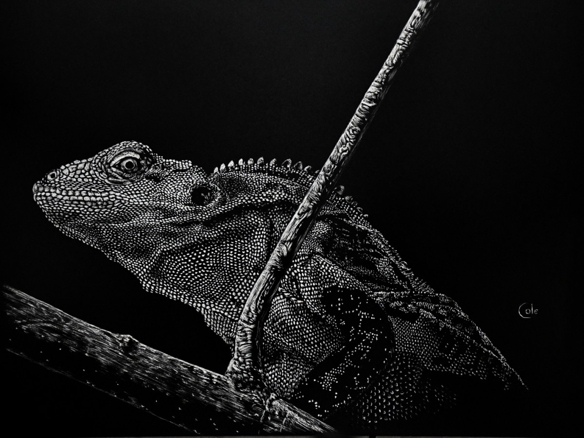 Creeping Iguana by Nathan Cole 