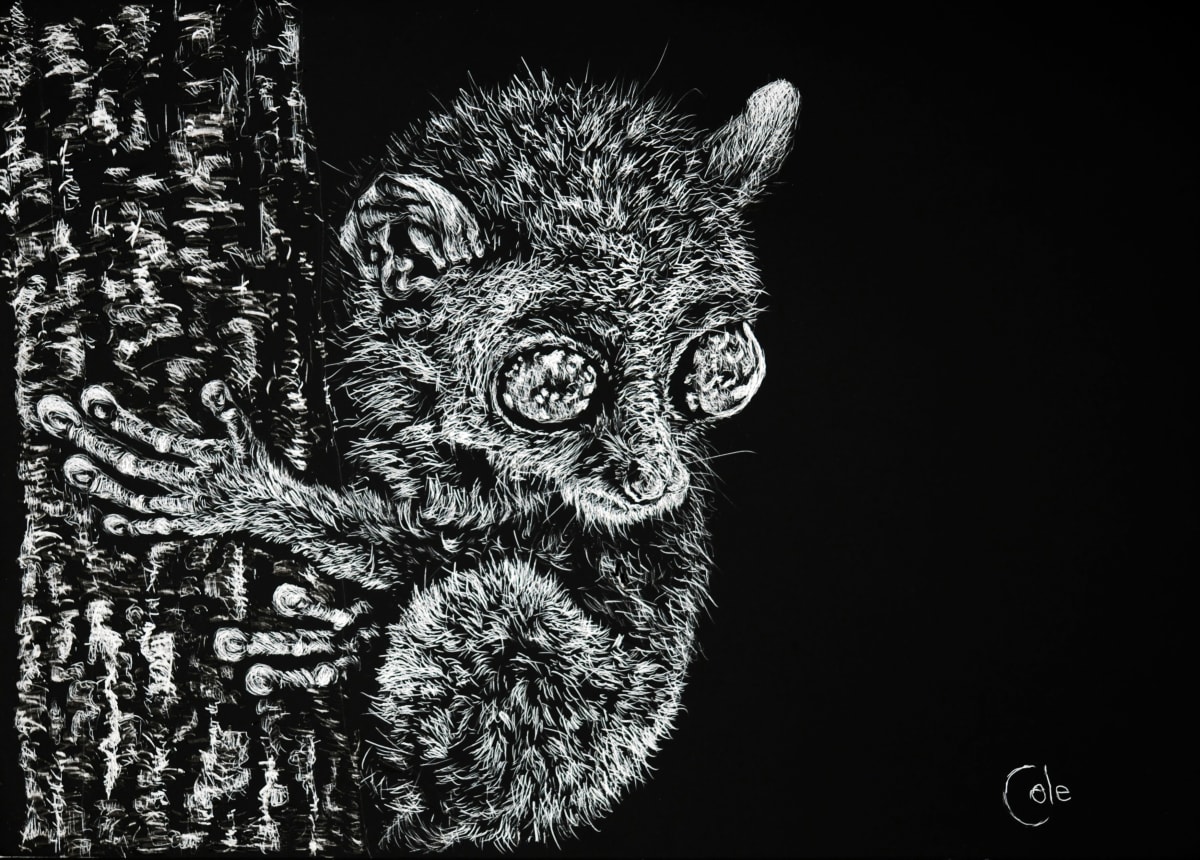 Philippine Tarsier 