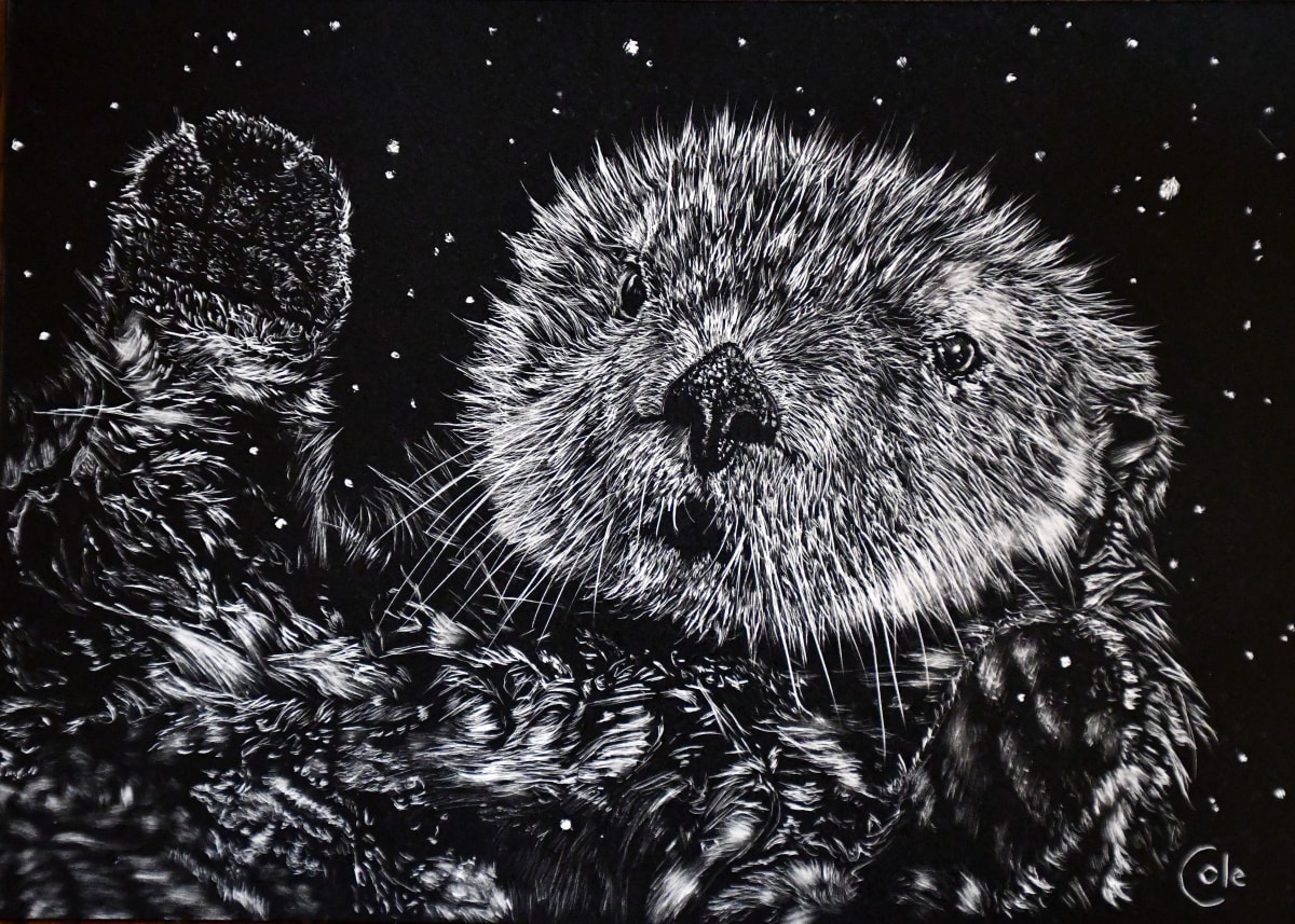 Sea Otter in First Snow 