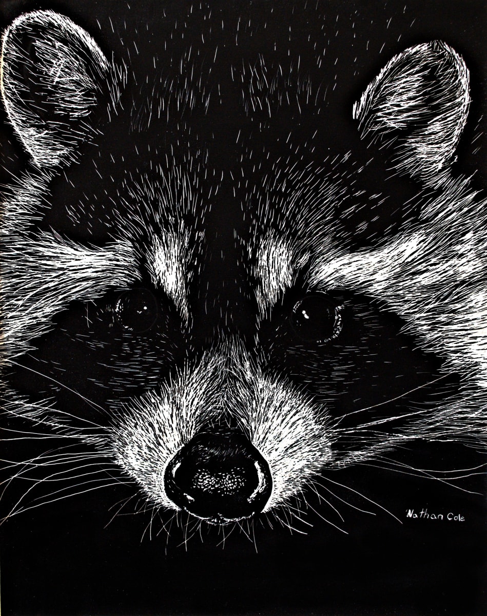 The Curious Raccoon 
