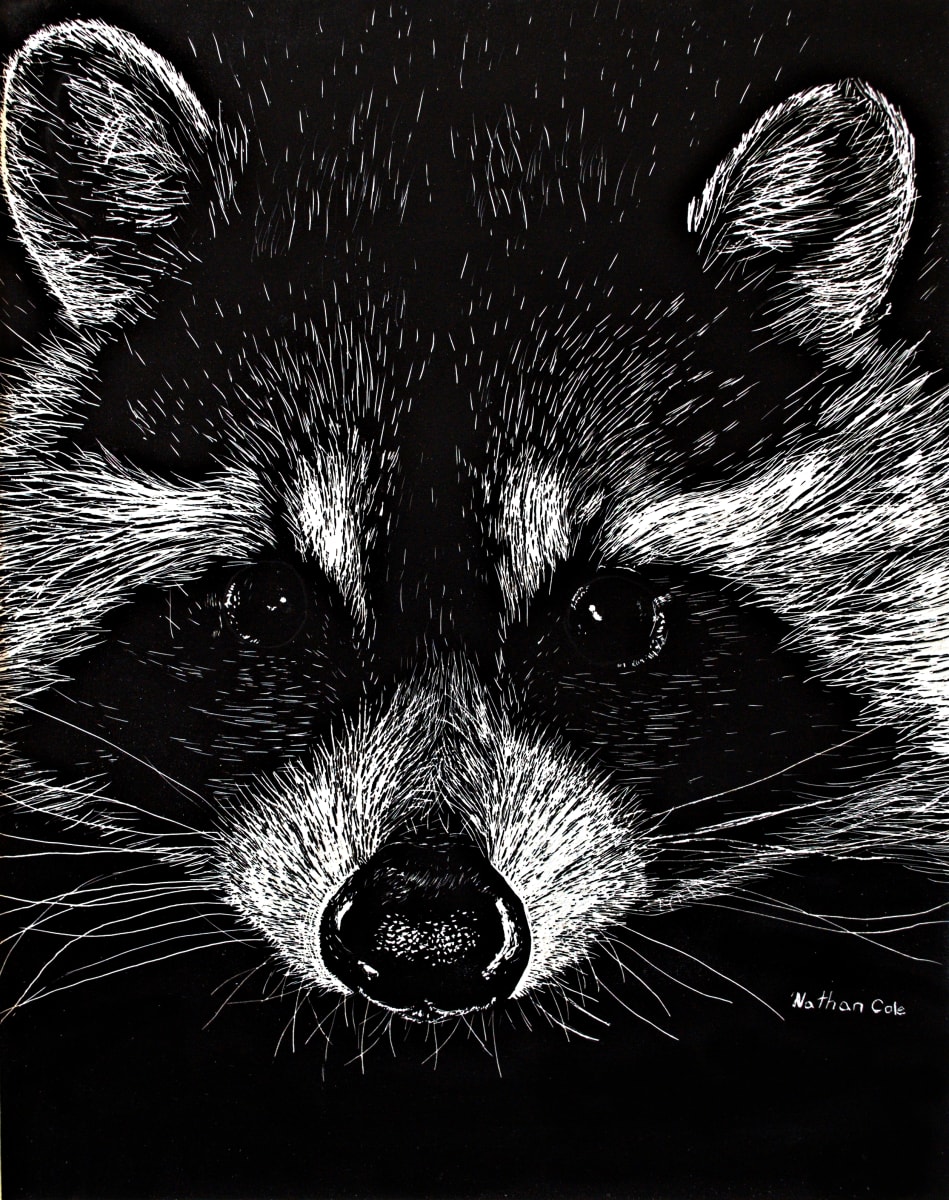 The Curious Raccoon, Image 1.