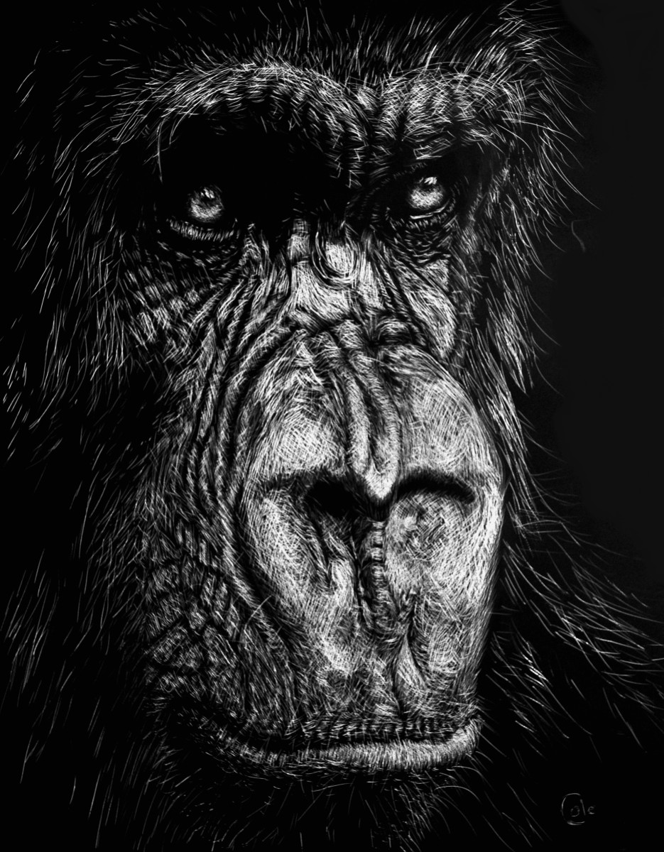 The Wise Simian by Nathan Cole 