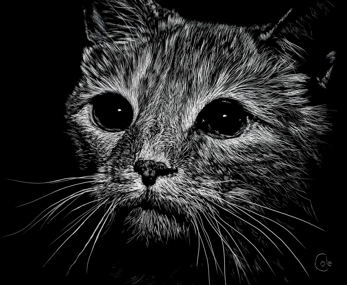 Wide-Eyed Cat by Nathan Cole 