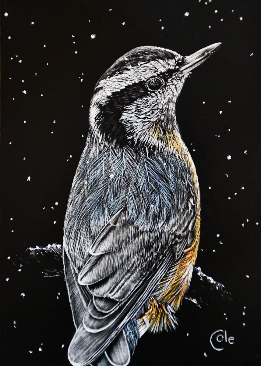 Winter Red-breasted Nuthatch 