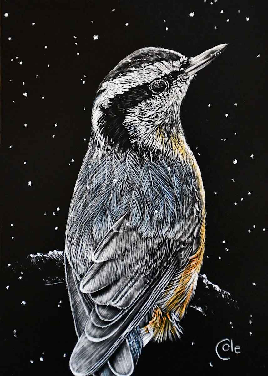 Winter Red-breasted Nuthatch, Image 1.