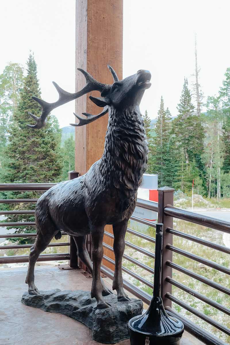 Grand Lodge Elk by Unknown  Image: About 314 Hunter Ridge Road.

Photograph by Ryann S. Ford. Licensed by Creative Commons (CC  BY-SA). 
