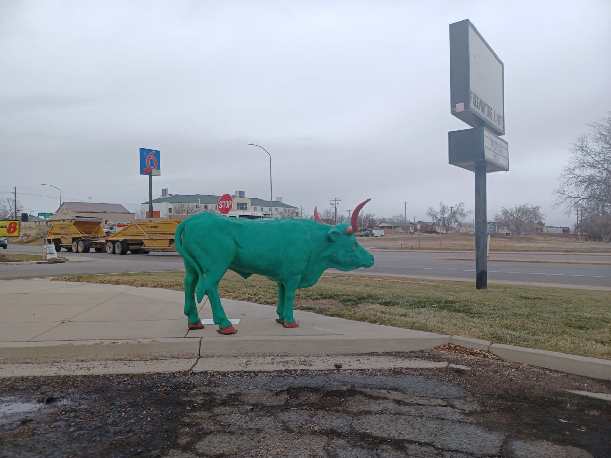 Longhorn Steer, Image 2.