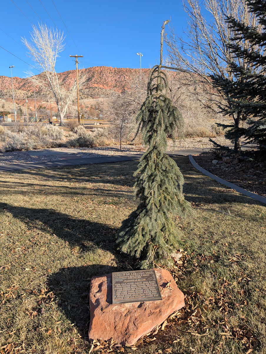 Cedar of Lebanon Tree, Image 2.
